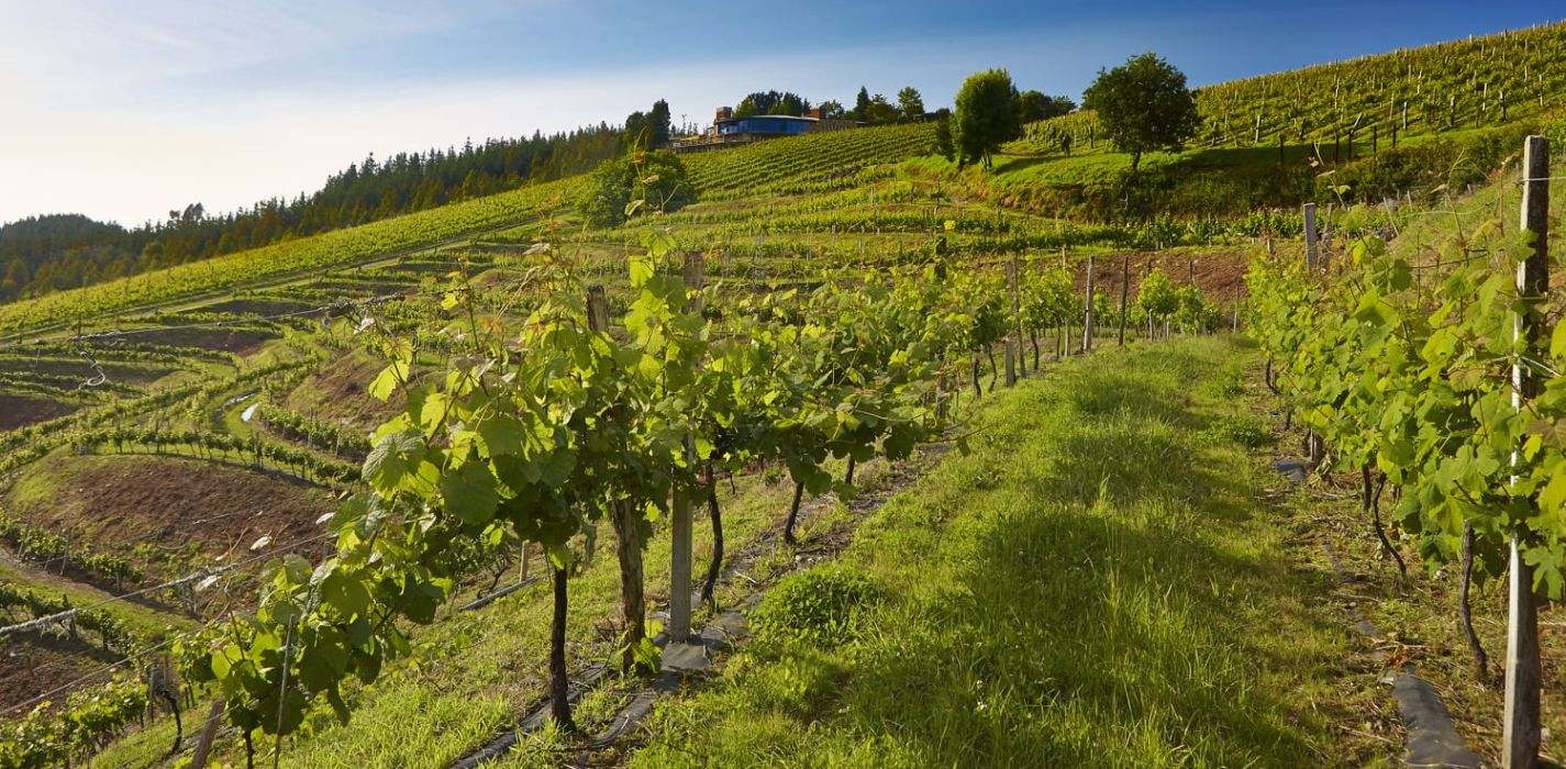 Bilbao-half-day-wine-tour