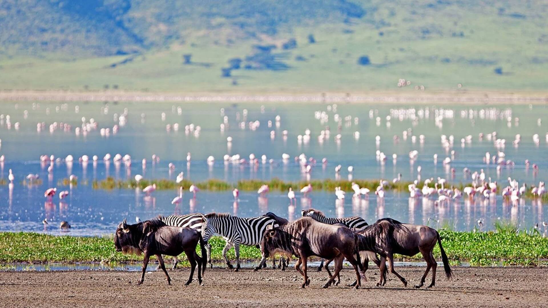 ngorongoro-krateri-doga-koruma-alani-tanzanya-33432