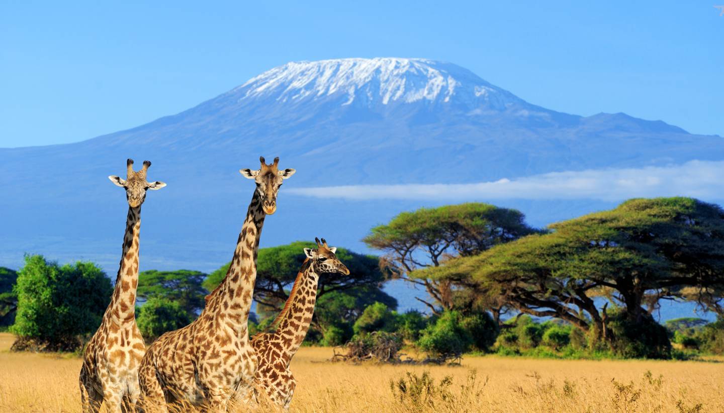 shu-Kenya-National-park-in-Kenya-three-giraffe-Kilimanjaro-background-662889487-1440x823-1