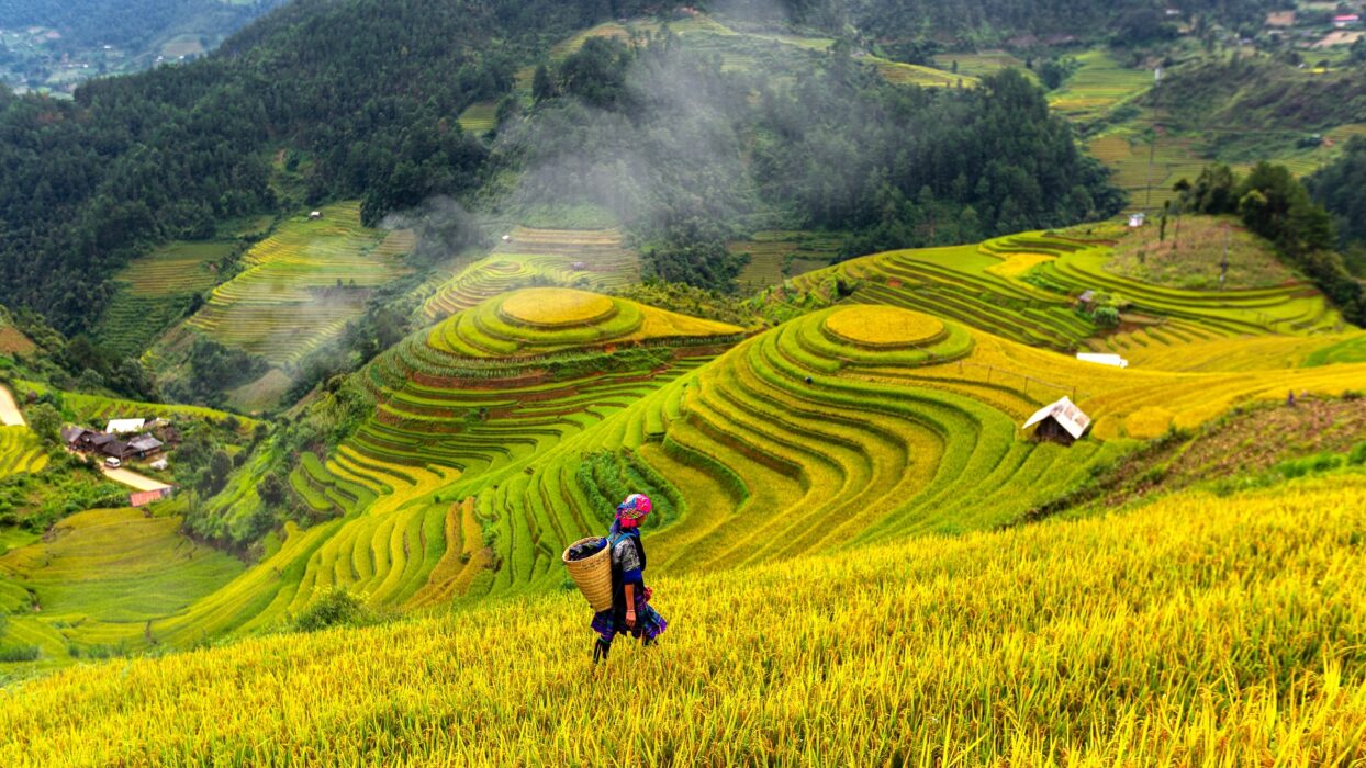 Top,View,Of,Terrace,Rice,Field,With,Old,Hut,At